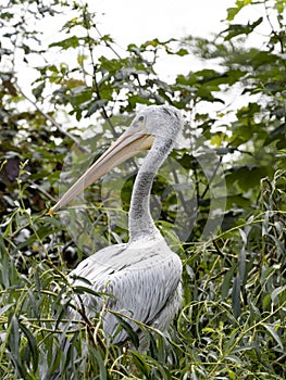 Dalmatian Pelican, Pelecanus Crispus, has a nest on trees