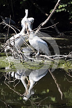 Dalmatian Pelican, Pelecanus Crispus, has a nest on trees