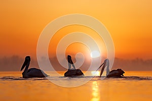 Dalmatian pelican, Pelecanus crispus, in Lake Kerkini, Greece. Bird with morning sunrise. Pelican with open wings. Wildlife scene photo