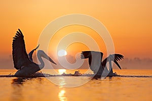 Dalmatian pelican, Pelecanus crispus, in Lake Kerkini, Greece. Bird with morning sunrise. Pelican with open wings. Wildlife scene