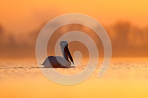 Dalmatian pelican, Pelecanus crispus, in Lake Kerkini, Greece. Bird with morning sunrise. Pelican with open wings. Wildlife scene