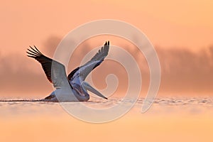 Dalmatian pelican, Pelecanus crispus, in Lake Kerkini, Greece. Bird with morning sunrise. Pelican with open wings. Wildlife scene