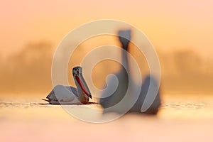 Dalmatian pelican, Pelecanus crispus, in Lake Kerkini, Greece. Bird with morning sunrise. Pelican with open wings. Wildlife scene