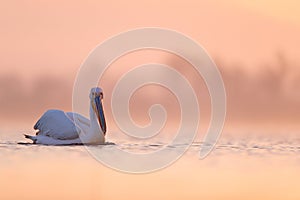 Dalmatian pelican, Pelecanus crispus, in Lake Kerkini, Greece. Bird with morning sunrise. Pelican with open wings. Wildlife scene