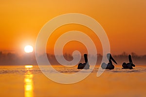 Dalmatian pelican, Pelecanus crispus, in Lake Kerkini, Greece. Bird with morning sunrise. Pelican with open wings. Wildlife scene