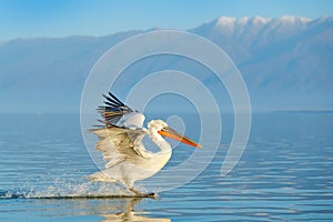 Dalmatian pelican, Pelecanus crispus, in Lake Kerkini, Greece. Palican on blue water surface. Wildlife scene from Europe nature.