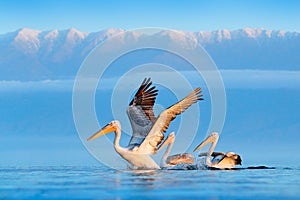 Dalmatian pelican, Pelecanus crispus, in Lake Kerkini, Greece. Palican on blue water surface. Wildlife scene from Europe nature.