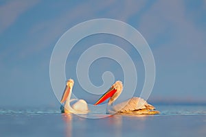 Dalmatian pelican, Pelecanus crispus, in Lake Kerkini, Greece. Palican on blue water surface. Wildlife scene from Europe nature. B