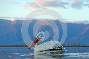 Dalmatian pelican, Pelecanus crispus, in Lake Kerkini, Greece. Palican on blue water surface. Wildlife scene from Europe nature. B