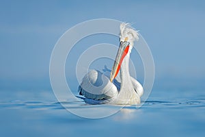 Dalmatian pelican, Pelecanus crispus, in Lake Kerkini, Greece. Palican withblue still water surface. Wildlife scene from Europe na