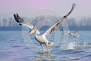 Dalmatian pelican, Pelecanus crispus, landing in Lake Kerkini, Greece. Pelican with open wings. Wildlife scene from European