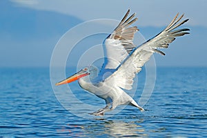 Dalmatian pelican, Pelecanus crispus, landing in Lake Kerkini, Greece. Pelican with open wings. Wildlife scene from European