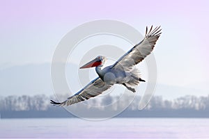 Dalmatian pelican, Pelecanus crispus, landing in Lake Kerkini, Greece. Pelican with open wings. Wildlife scene from European