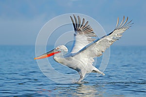 Dalmatian pelican, Pelecanus crispus, landing in Lake Kerkini, Greece. Pelican with open wings. Wildlife scene from European