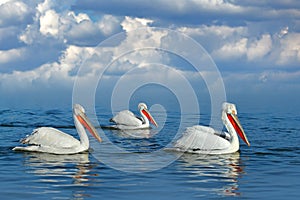 Dalmatian pelican, Pelecanus crispus, landing in Lake Kerkini, Greece. Pelican with open wings. Wildlife scene from European