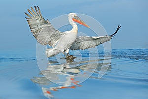 Dalmatian pelican, Pelecanus crispus, landing in Lake Kerkini, Greece. Pelican with open wings. Wildlife scene from European