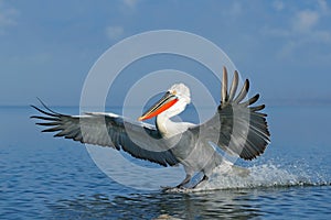 Dalmatian pelican, Pelecanus crispus, landing in Lake Kerkini, Greece. Pelican with open wings. Wildlife scene from European