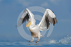 Dalmatian pelican, Pelecanus crispus, landing in Lake Kerkini, Greece. Pelican with open wings. Wildlife scene from European