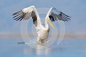 Dalmatian pelican, Pelecanus crispus, landing in Lake Kerkini, Greece. Pelican with open wings. Wildlife scene from European