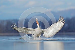 Dalmatian pelican, Pelecanus crispus, landing in Lake Kerkini, Greece. Pelican with open wings. Wildlife scene from European