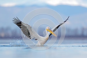 Dalmatian pelican, Pelecanus crispus, landing in Lake Kerkini, Greece. Pelican with open wings. Wildlife scene from European