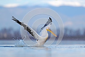 Dalmatian pelican, Pelecanus crispus, landing in Lake Kerkini, Greece. Pelican with open wings. Wildlife scene from European