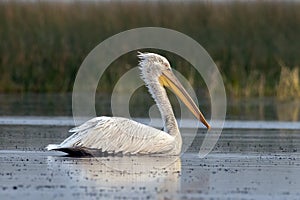 Dalmatian pelican or Pelecanus crispus, observed in Nalsarovar in Gujarat, India