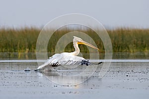 Dalmatian pelican or Pelecanus crispus, observed in Nalsarovar in Gujarat, India