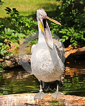 Dalmatian pelican Pelecanus crispus with open beak