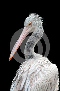 The Dalmatian pelican Pelecanus crispus portrait on a black background.Portrait of a big white water bird with a big beak on a