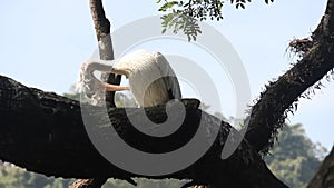 Dalmatian pelican Pelecanus crispus preening