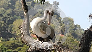 Dalmatian pelican Pelecanus crispus resting on a branch