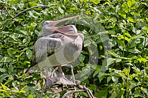 Dalmatian pelican, Pelecanus crispus, rests high in the branches and observes the surroundings