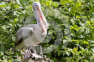 Dalmatian pelican, Pelecanus crispus, rests high in the branches and observes the surroundings