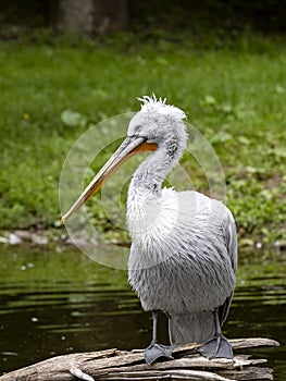 Dalmatian pelican, Pelecanus crispus, rests high in the branches and observes the surroundings