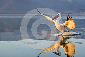 Dalmatian pelican Pelecanus crispus photo