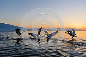 Dalmatian pelican Pelecanus crispus photo