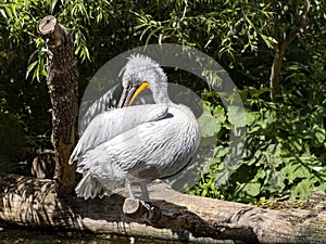 Dalmatian pelican, Pelecanus crispus, sits on a trunk, adjusting its feathers with its beak