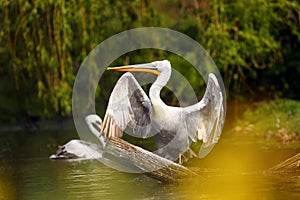 Dalmatian pelican Pelecanus crispus standing on the branch with open beak. The great pelican with e with its open beak