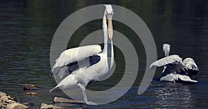 Dalmatian Pelican Pelecanus Crispus Standing In The Water