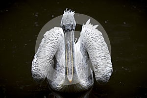 Dalmatian pelican, Pelecanus crispus, swimming