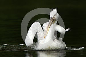 The Dalmatian pelican Pelecanus crispus swimming on the dark water