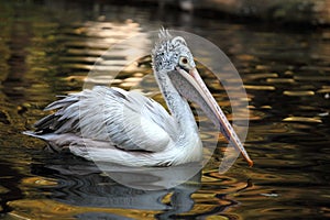 The Dalmatian pelican Pelecanus crispus is swimming in the lake