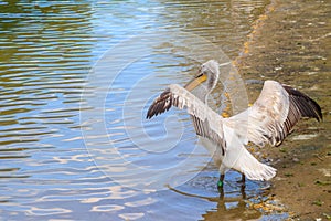 Dalmatian pelican (Pelecanus crispus) swimming in lake