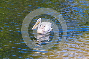 Dalmatian pelican (Pelecanus crispus) swimming in lake