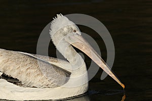 A Dalmatian Pelican, Pelecanus crispus, swimming on a lake at Arundel wetland wildlife reserve.