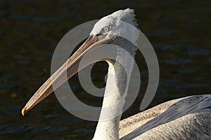 A Dalmatian Pelican, Pelecanus crispus, swimming on a lake at Arundel wetland wildlife reserve.