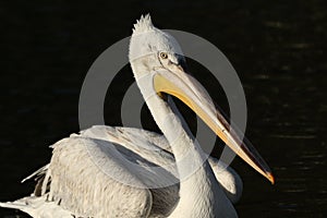 A Dalmatian Pelican, Pelecanus crispus, swimming on a lake at Arundel wetland wildlife reserve.