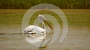 Dalmatian pelican Pelecanus crispus swimming on water in the Danube delta