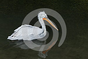 Dalmatian pelican, Pelecanus crispus swims in clear water